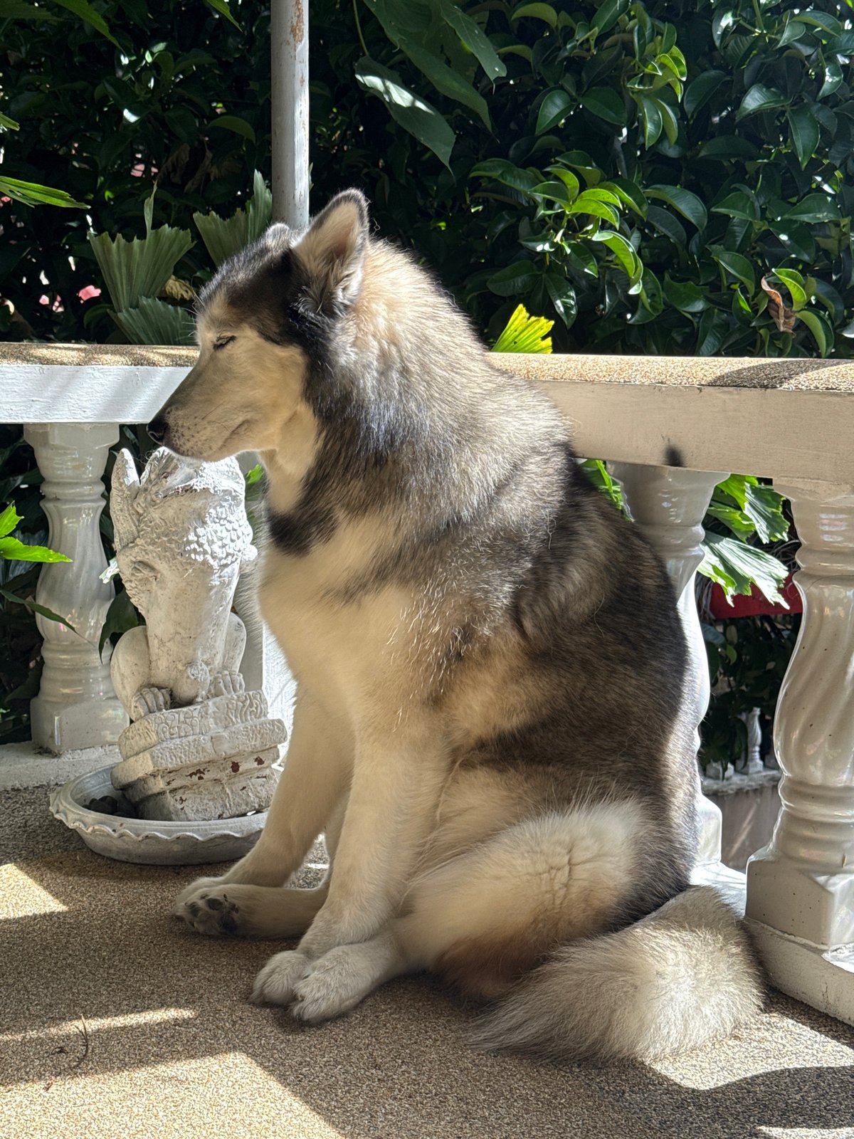 Husky relaxing on a sunny balcony in Chalong, Thailand
