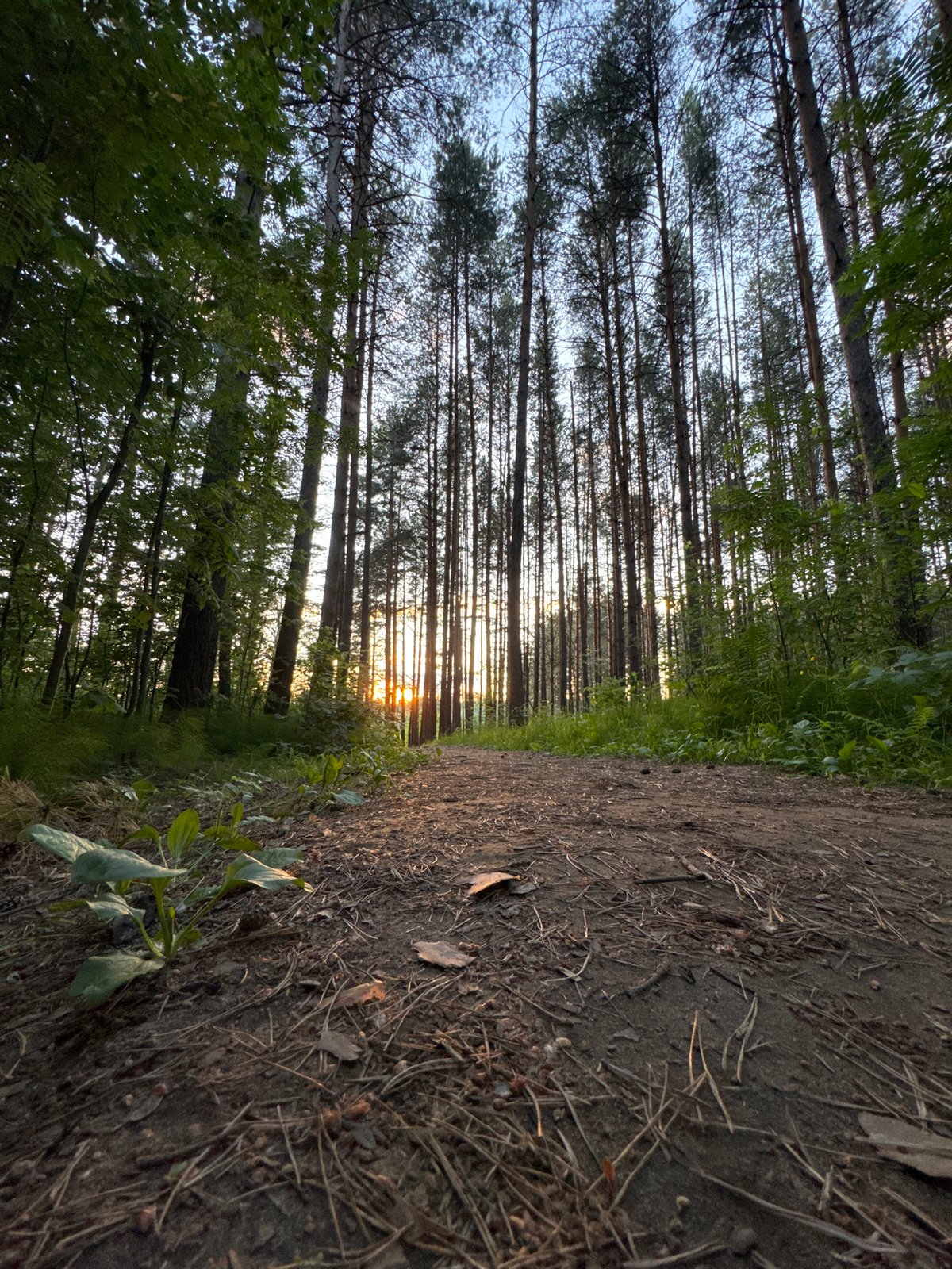 Everyday moments captured across Chaikovsky forest and walkways