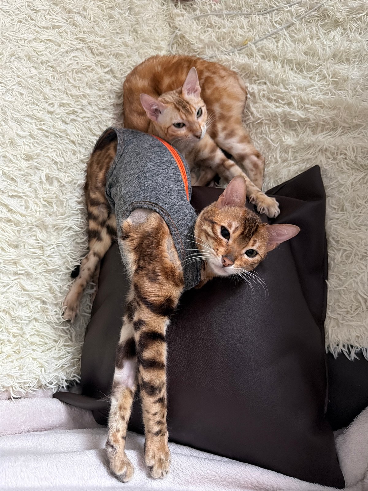 Two cats rest on bedding in Russian home