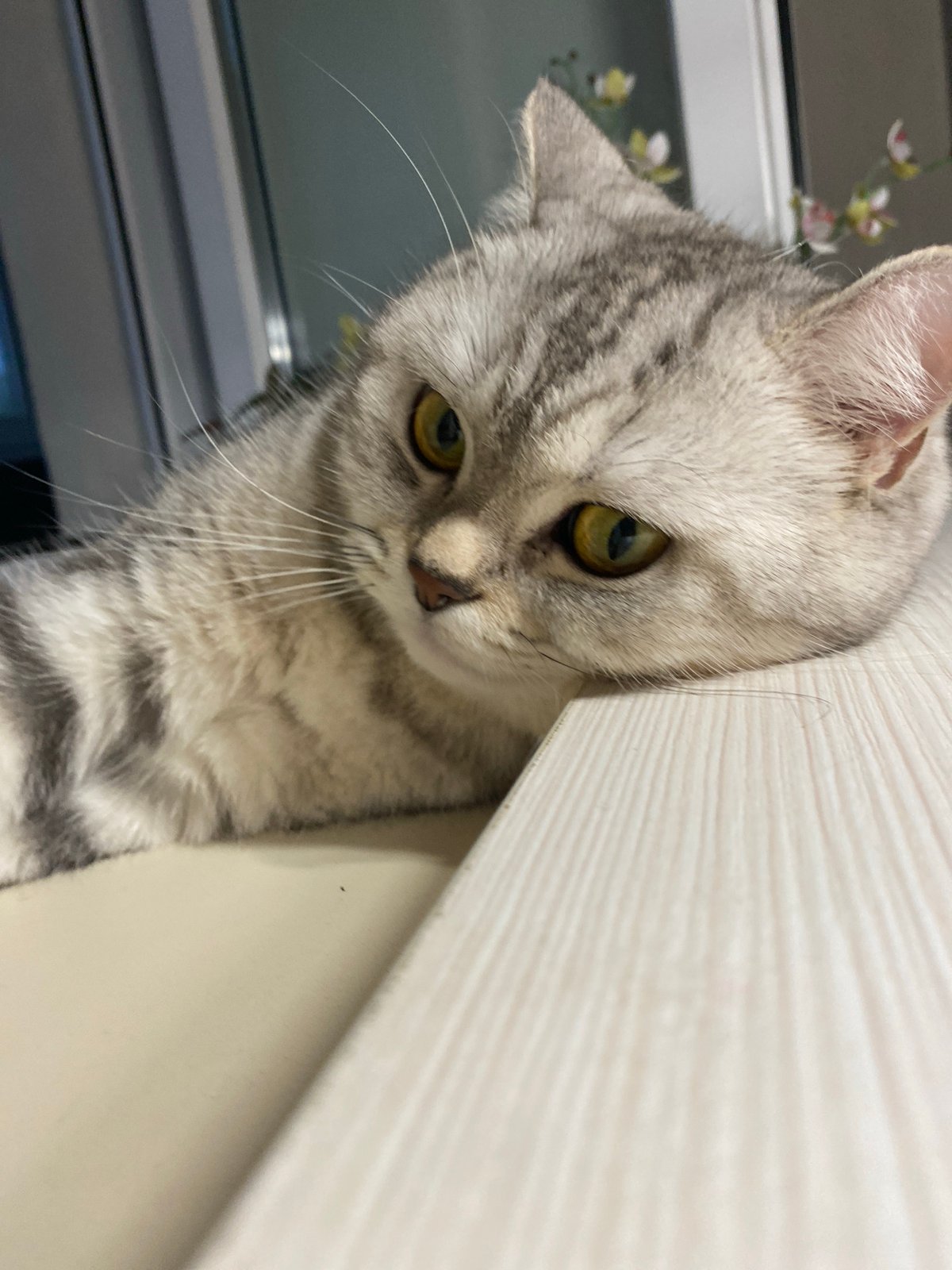 Cats and a chinchilla doing their thing at home in Votkinsk