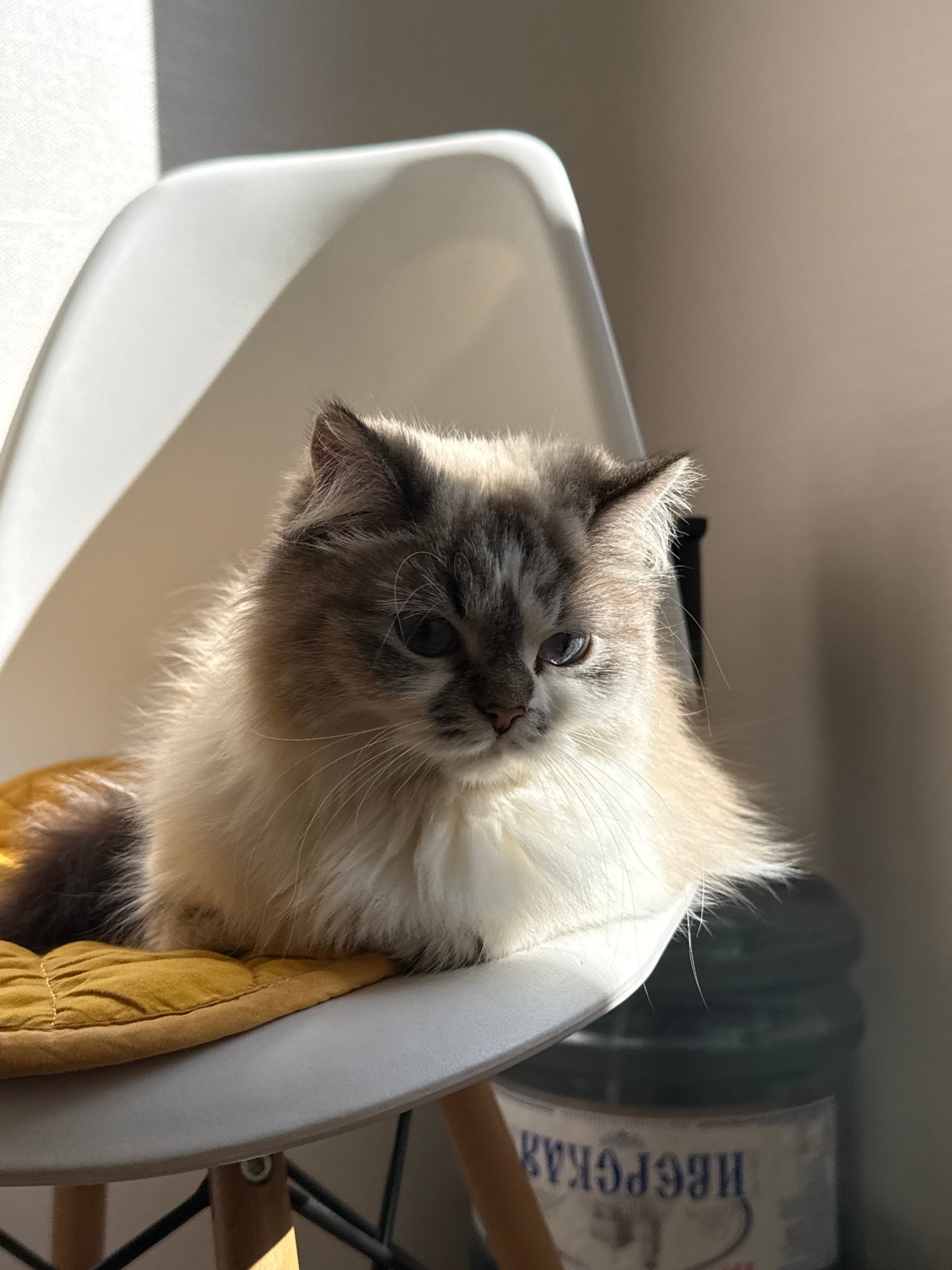 Domestic cats observed in morning household scenes, Rostov-on-Don