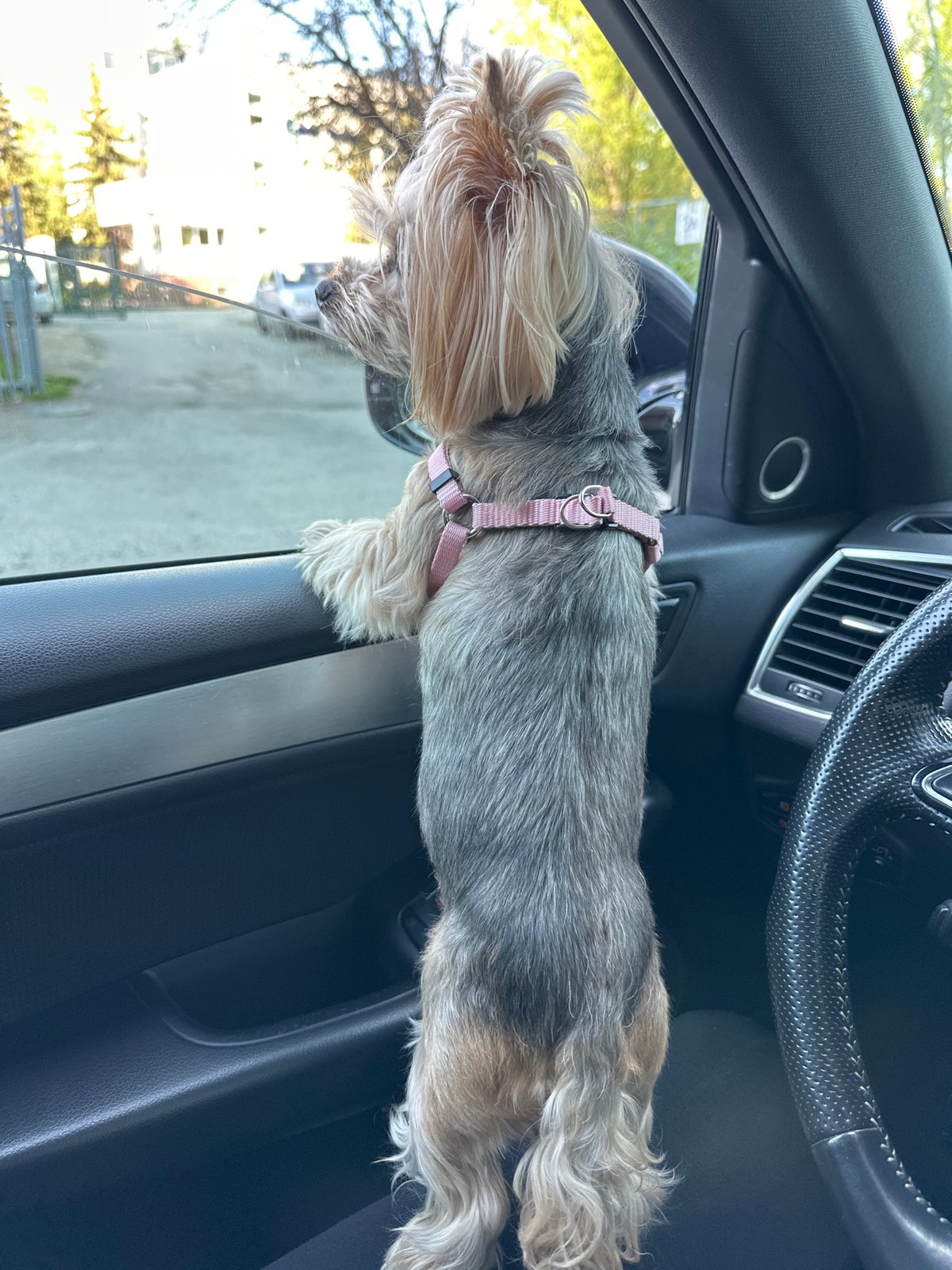 Yorkshire terrier spotted at car window in Sofia street scene