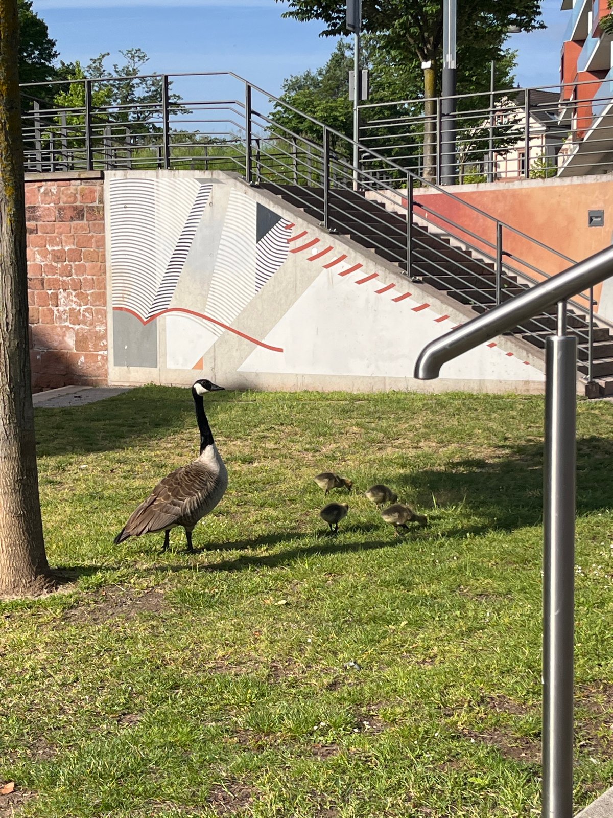 Canada geese family spotted near canal in German city