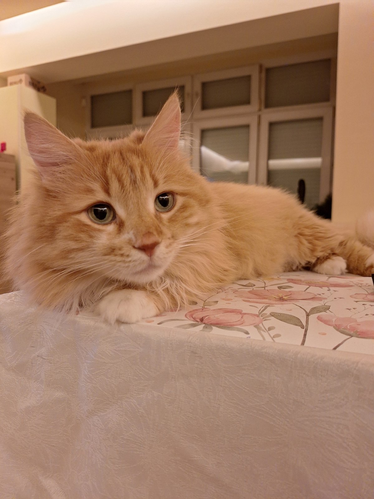 Orange cat photographed relaxing indoors in Varna, Bulgaria