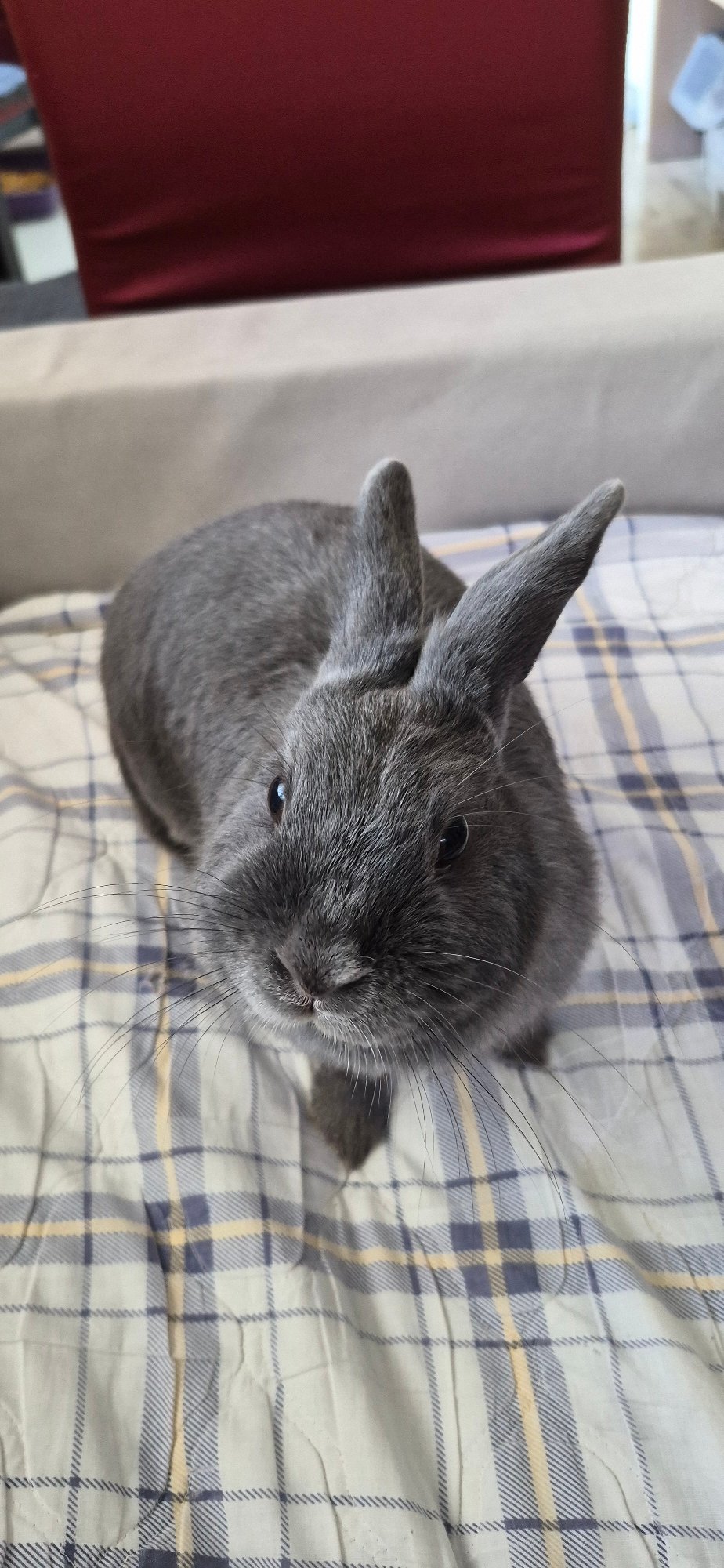 Gray rabbit's morning at home in Ussurijsk, Russia