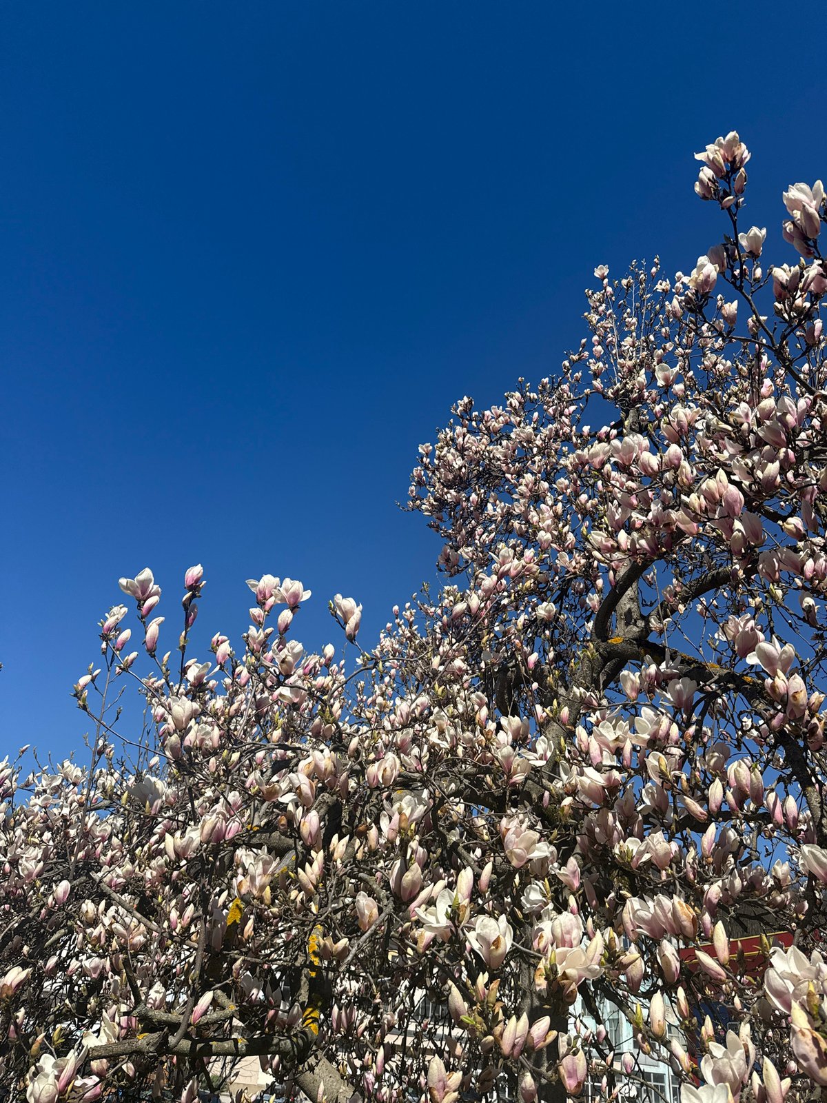 Spring moments captured in Gabrovo: flowering trees, sunlit cars