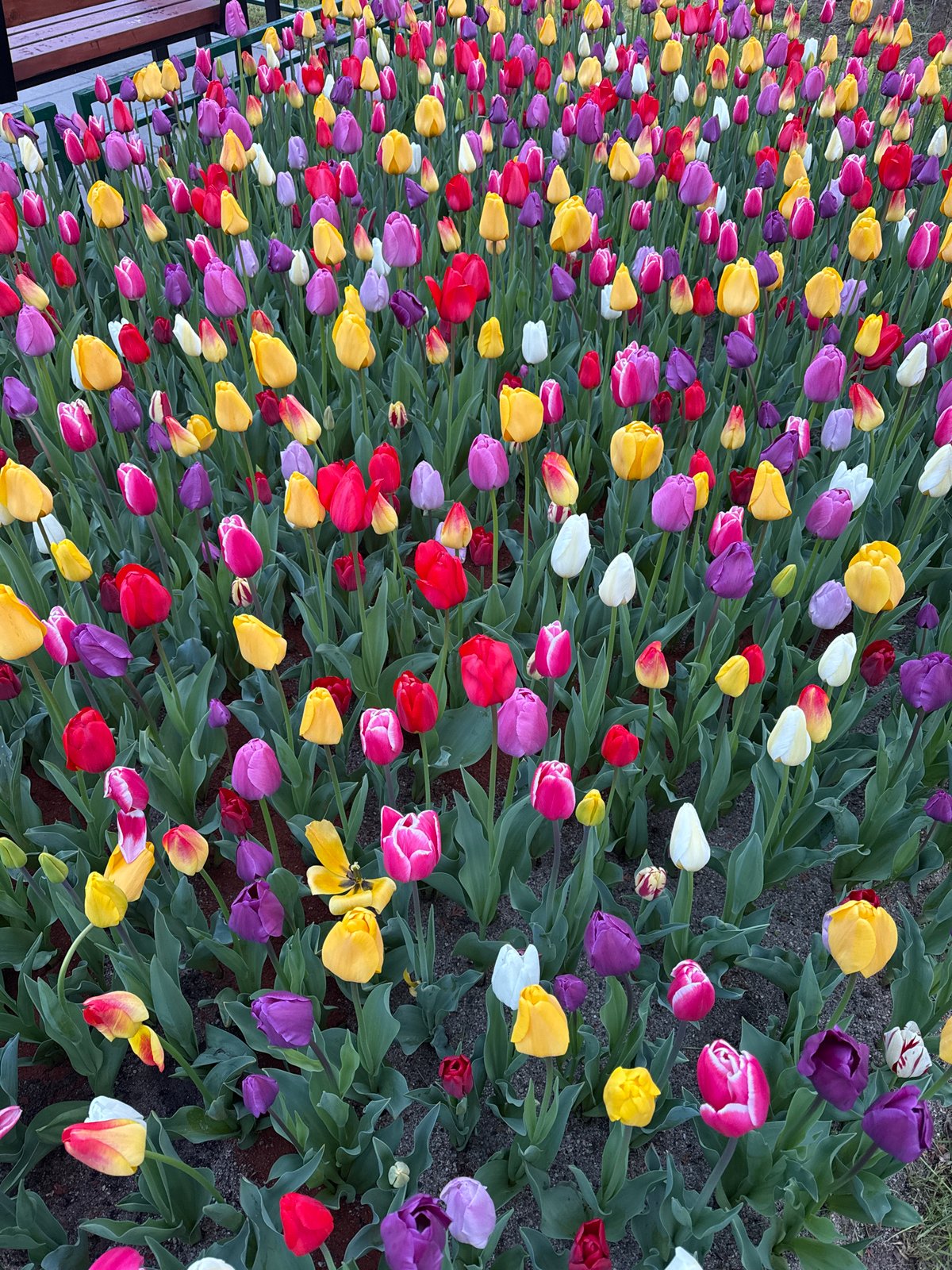 Spring tulip display draws observers in Sofia, Bulgaria