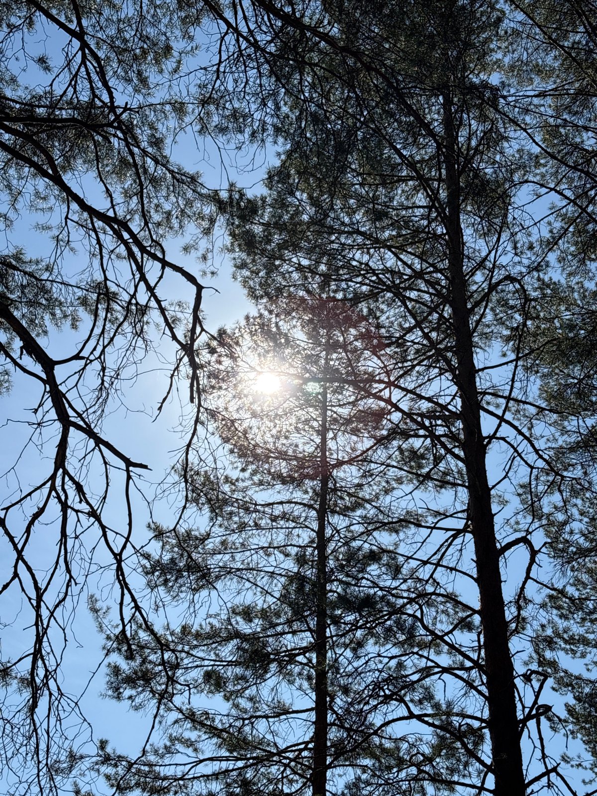 Morning trail run event documented in Perm forest