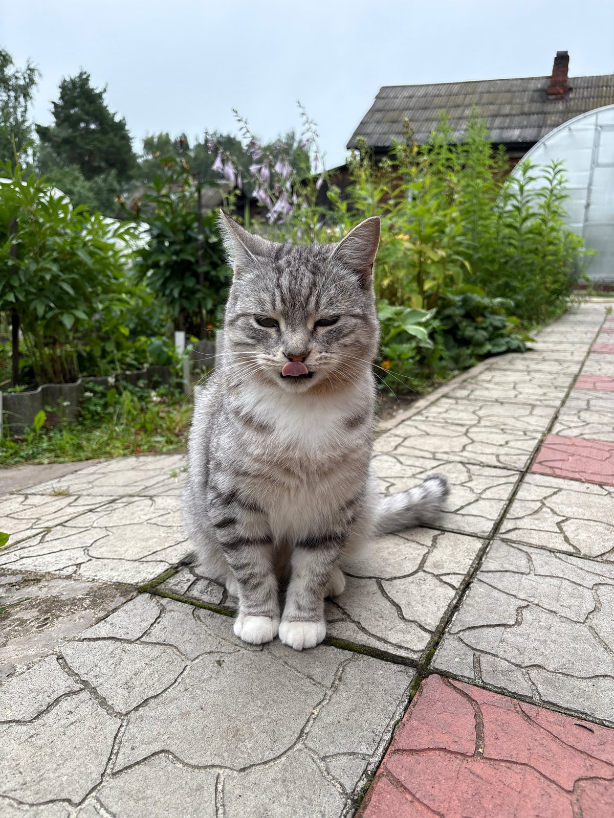 Backyard summer in Vetluzhsky: cats, beetles, berries, and blooms