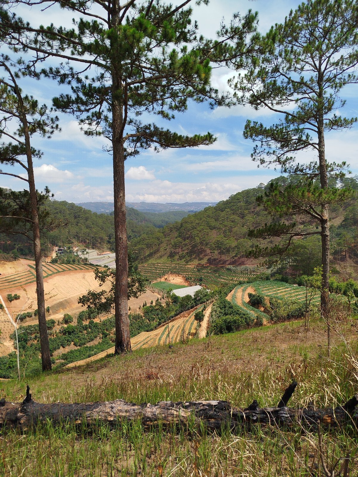 Woman observes terraced farmland in Vietnamese hillside valley