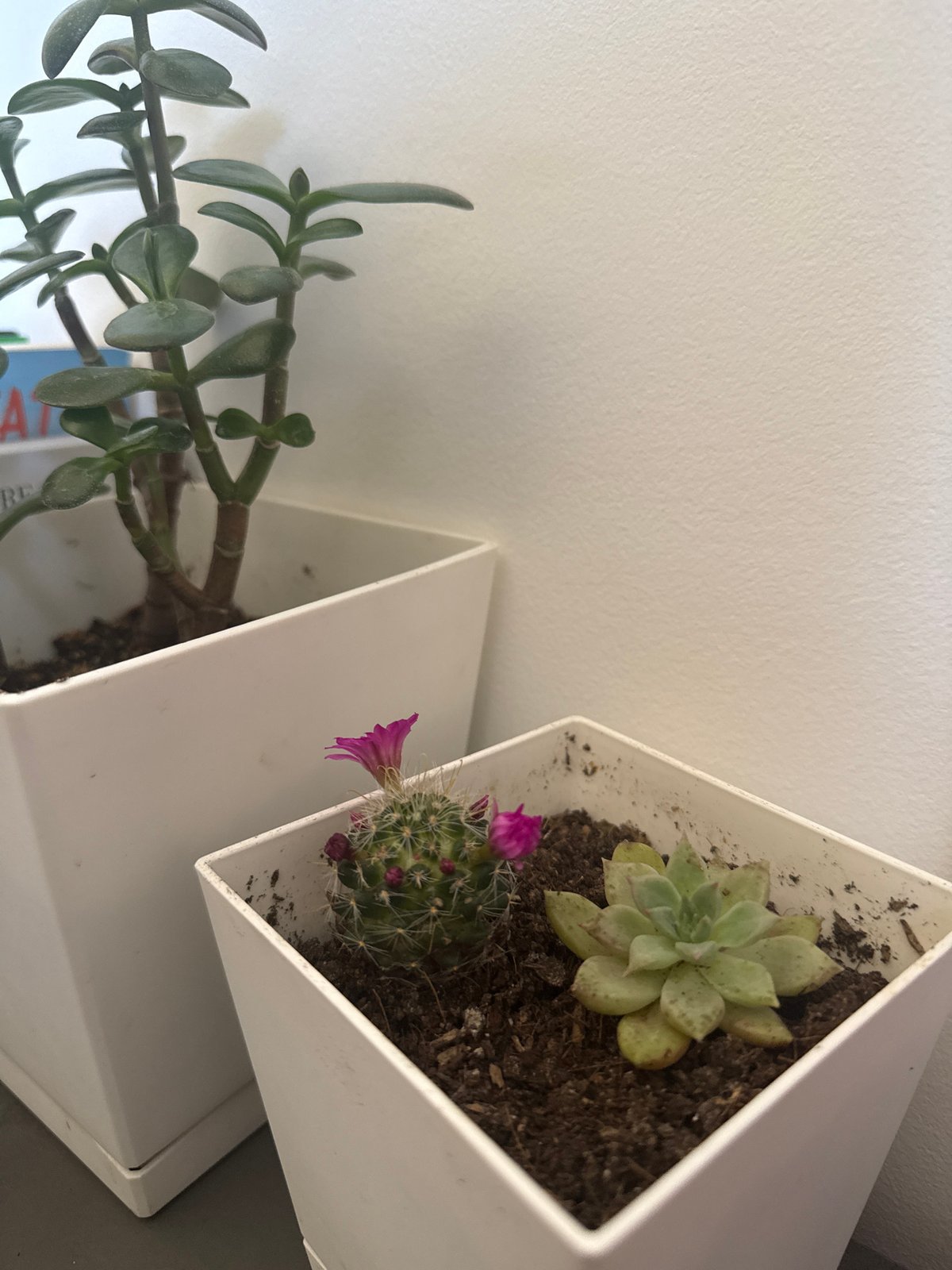 Three geometric planters with plants spotted in Milan