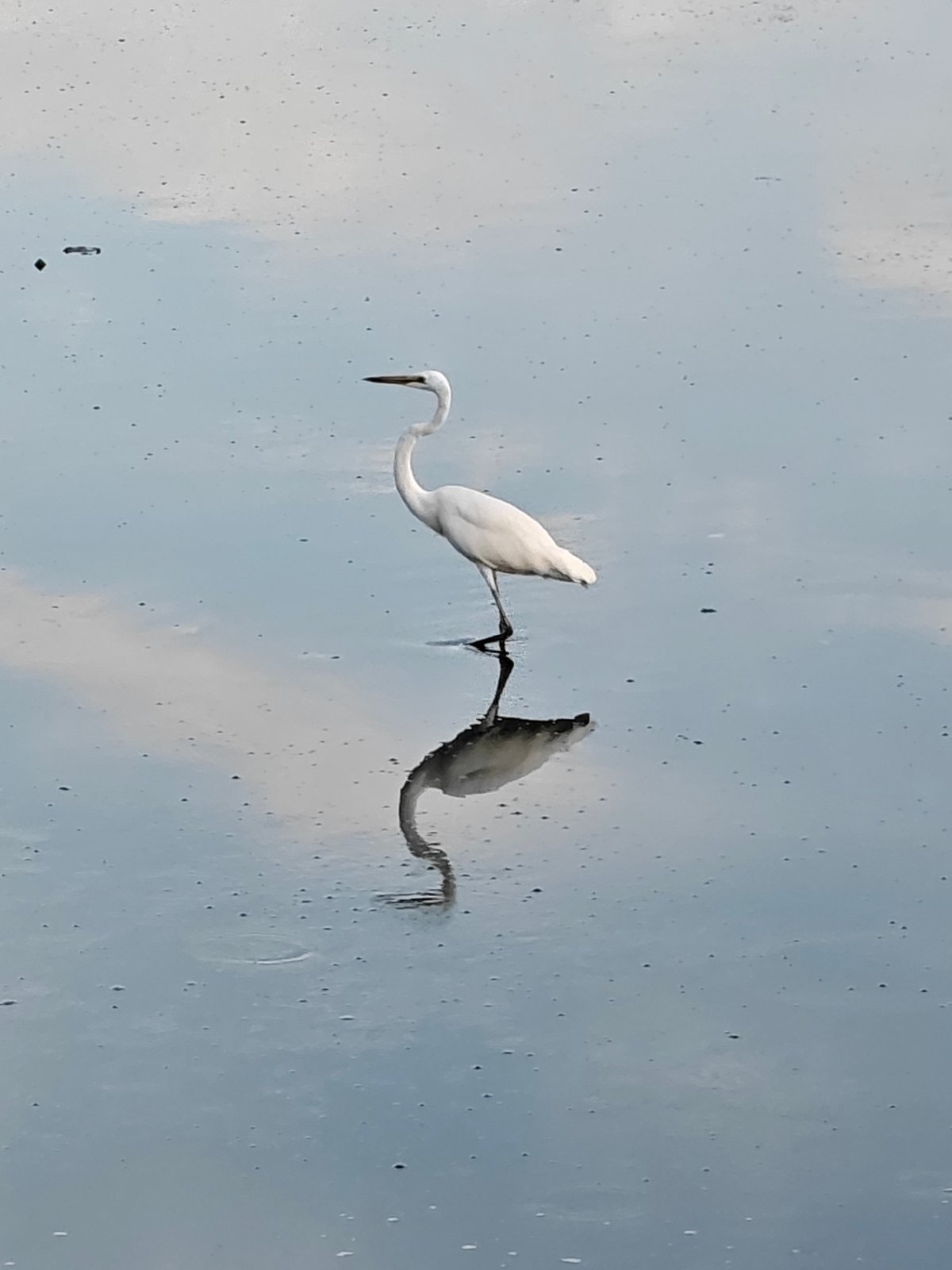 Egrets along the waterways of Lhokseumawe, Indonesia
