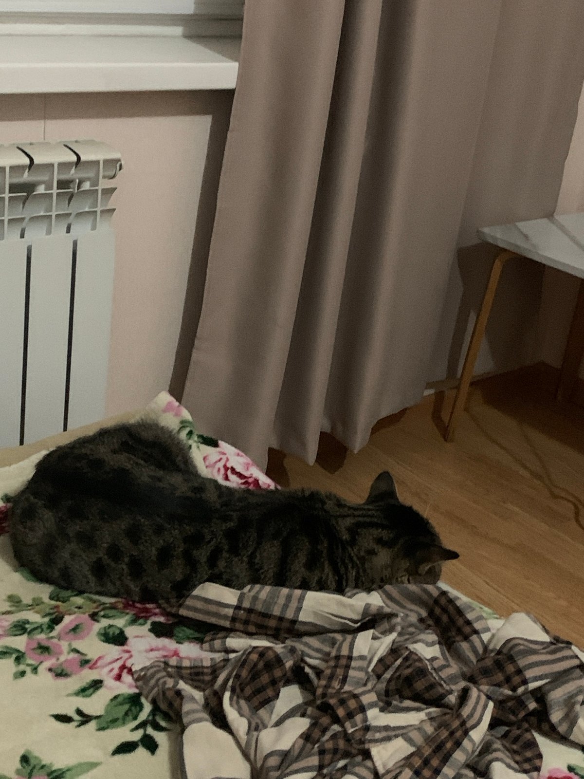 Tabby cat photographed indoors in Stavropol, Russia
