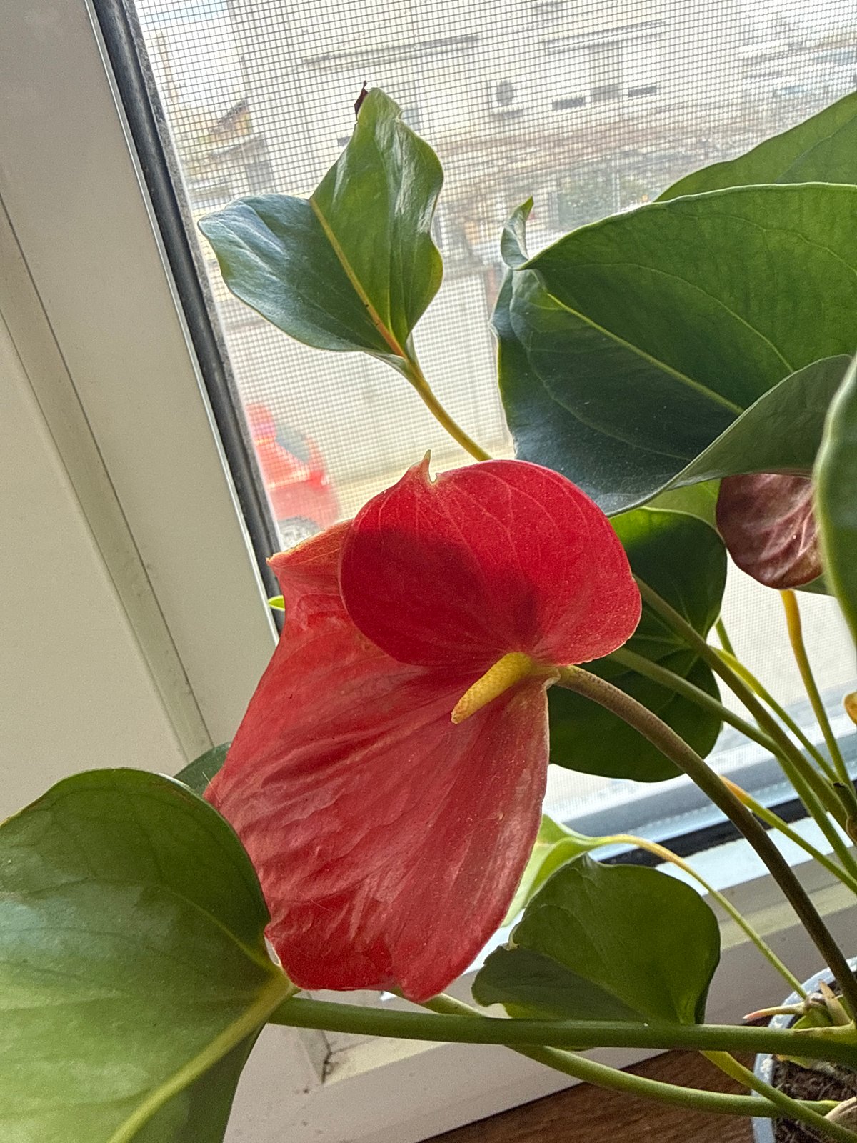 Spring blooms brighten Bulgarian home windows