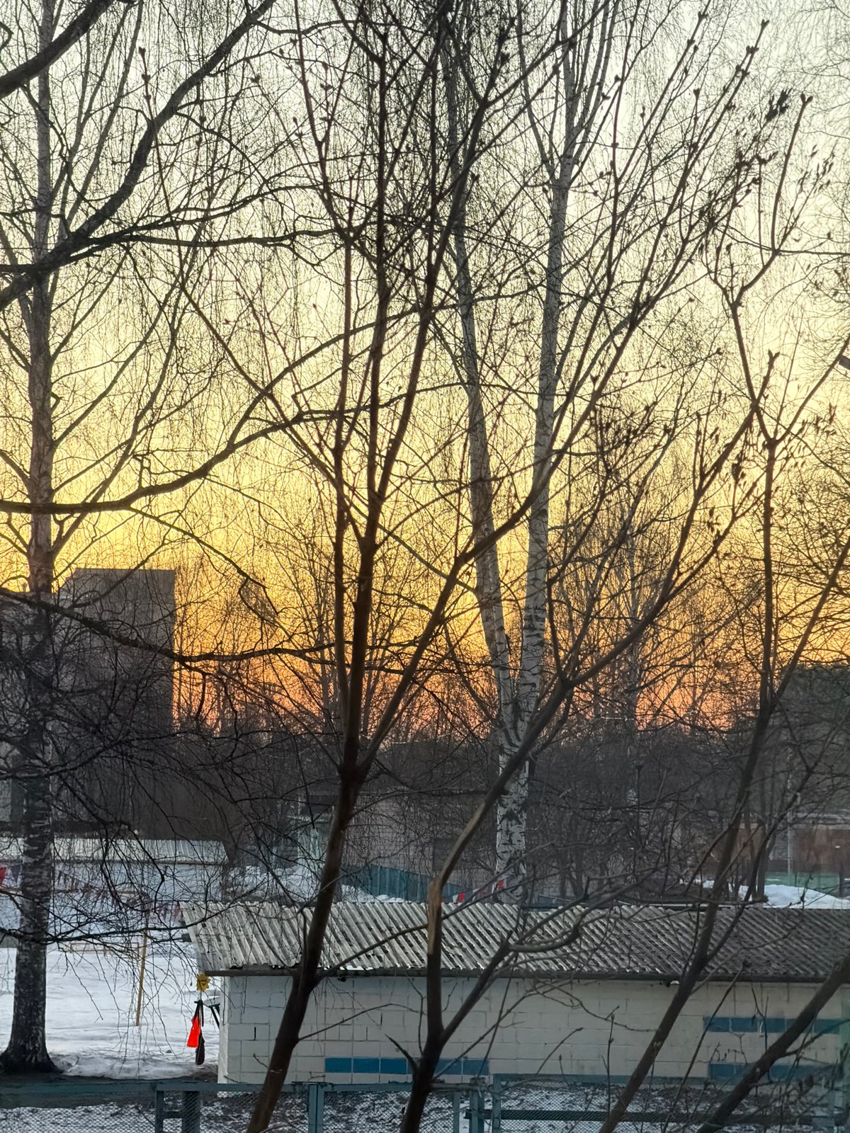 Twilight scene with bare trees photographed in Izhevsk