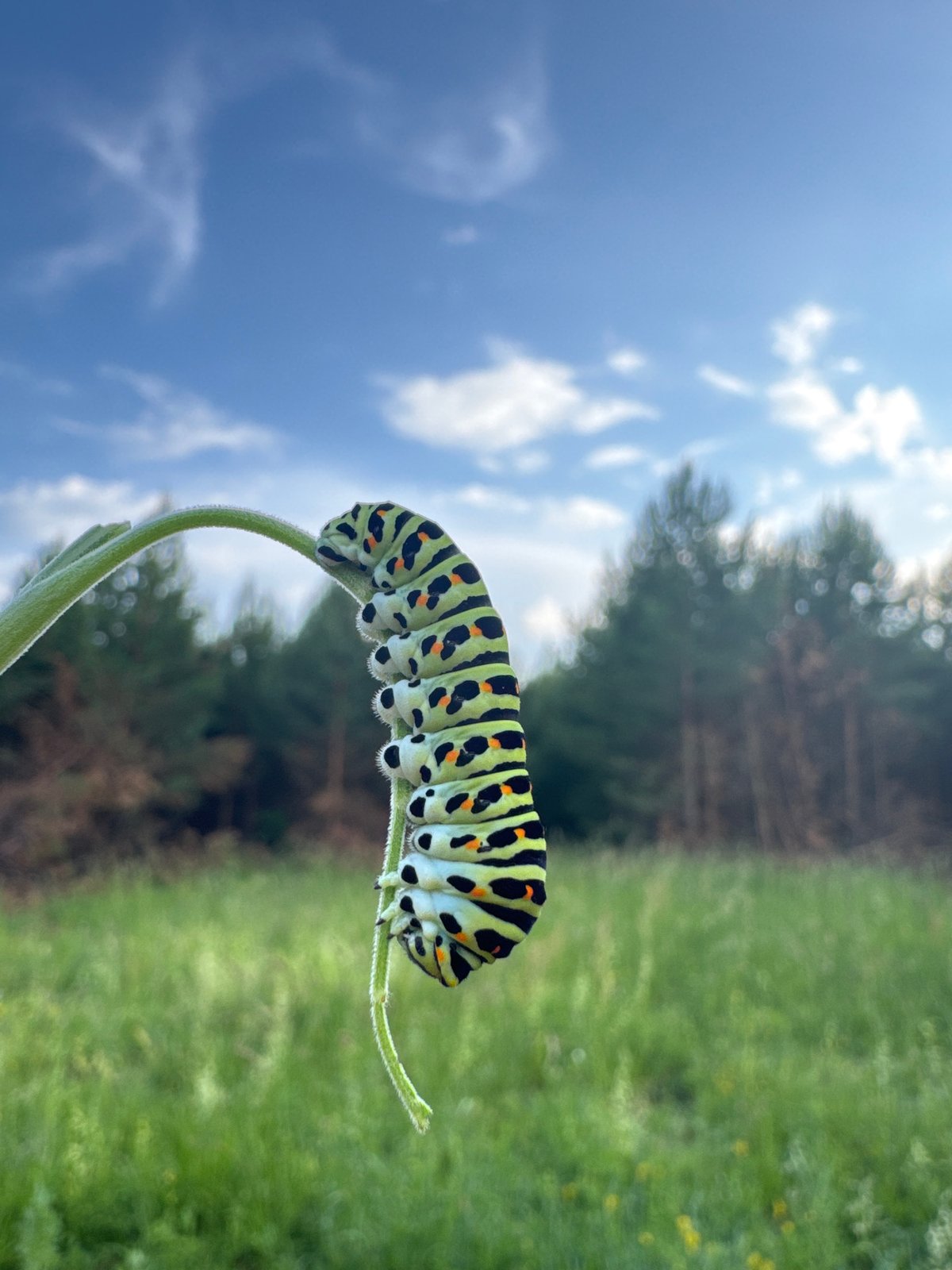 Spotted caterpillar on plant stem in Фоки, Russia
