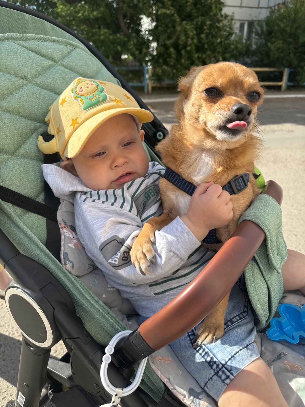 Woman pushes stroller with infant and small dog in Chaikovsky