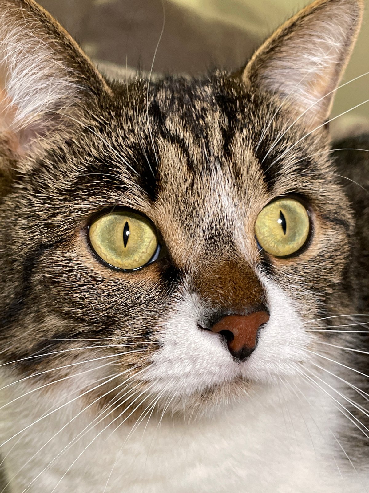 Tabby cat photographed upside-down in Izhevsk, Russia