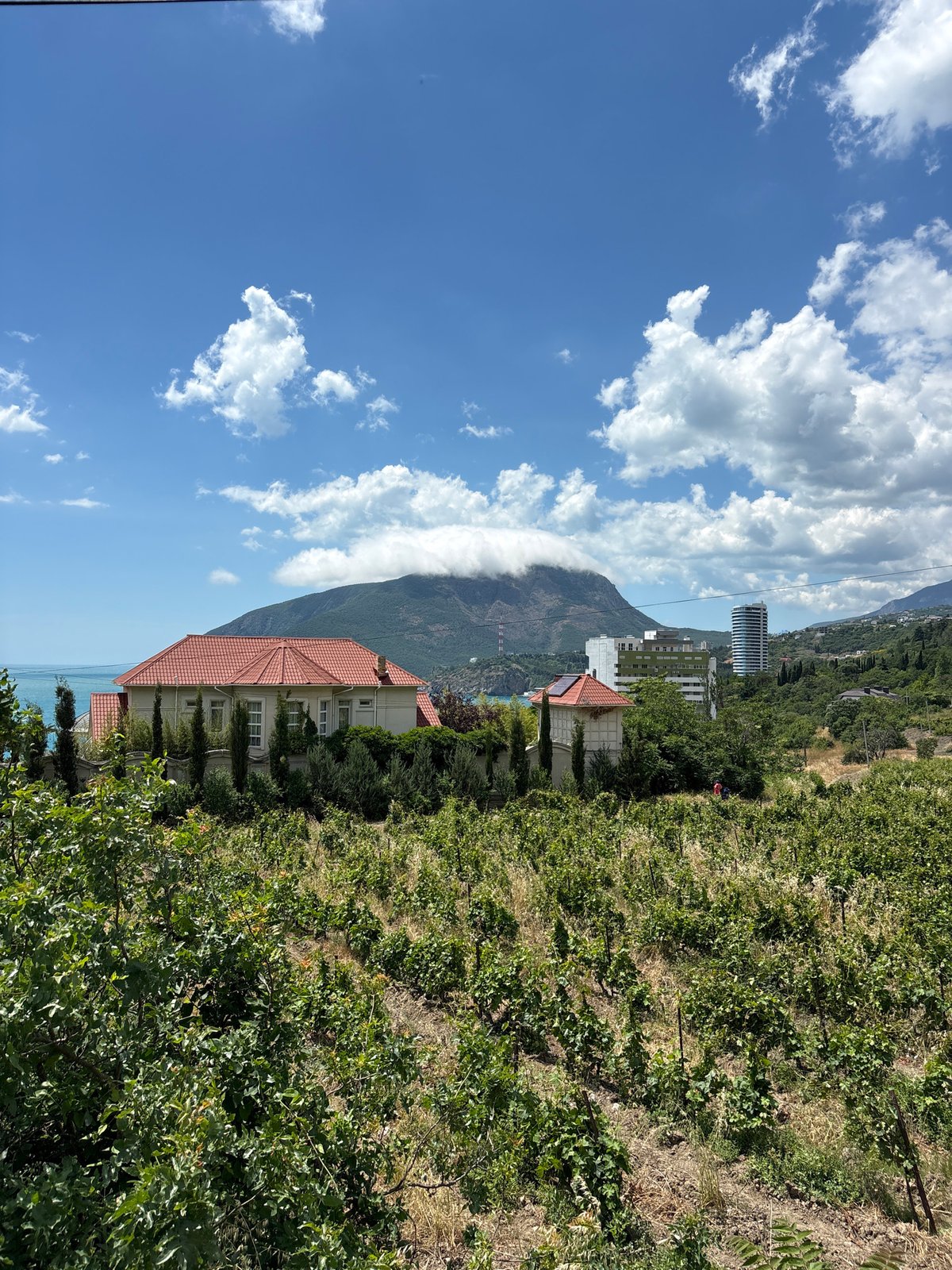Ukrainian vineyard with traditional house among cypress trees