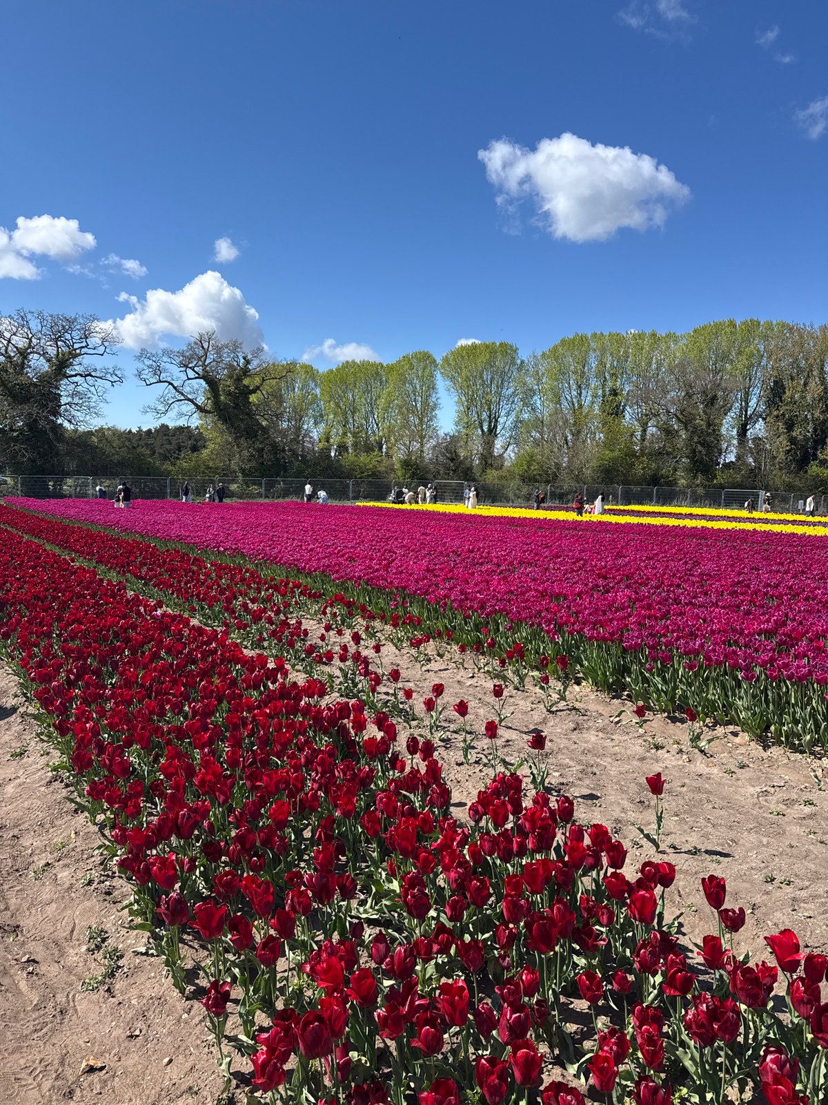 Vibrant tulip fields bloom in Norfolk countryside