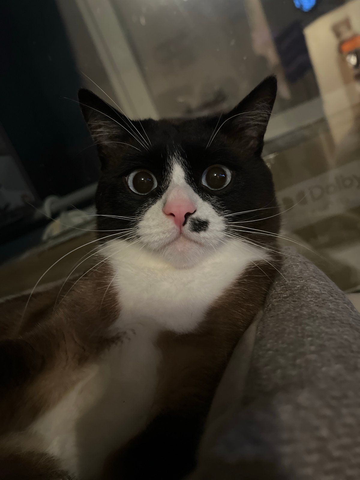 Cat with spotted nose receives gentle petting in Noviy