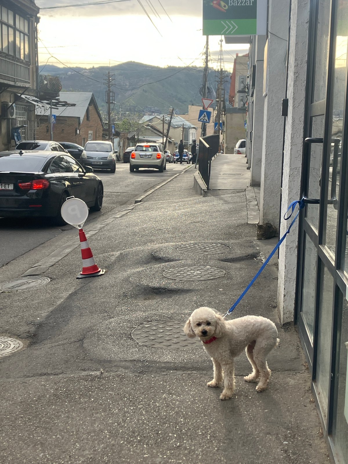 Witness documents street dogs, TV tower in Tbilisi afternoon