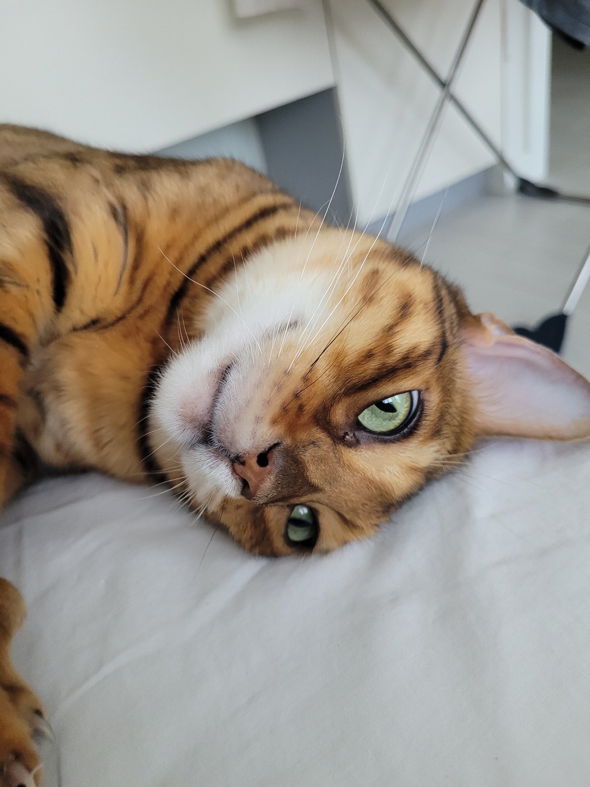 Bengal cat lounging indoors in Saint Petersburg