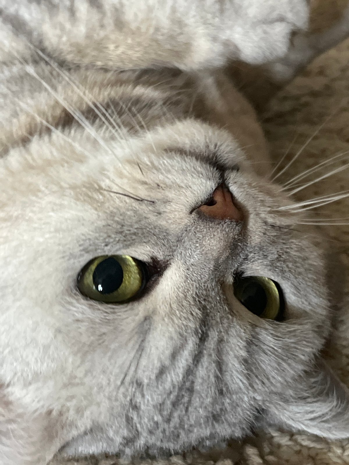 Woman documents morning routine with cat in Chaikovsky, Russia