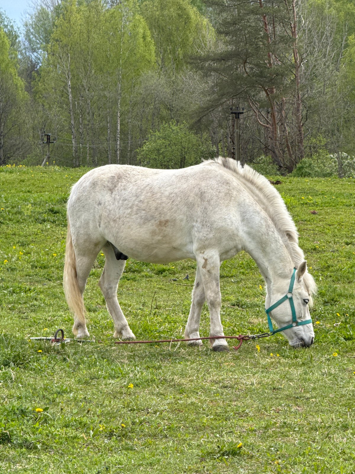 Woman tends to horses at Russian equestrian facility