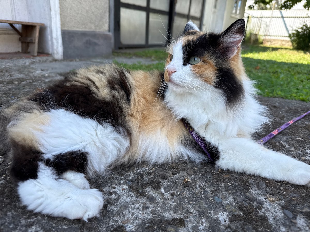 Calico cat in a purple harness hangs outside near a building.
