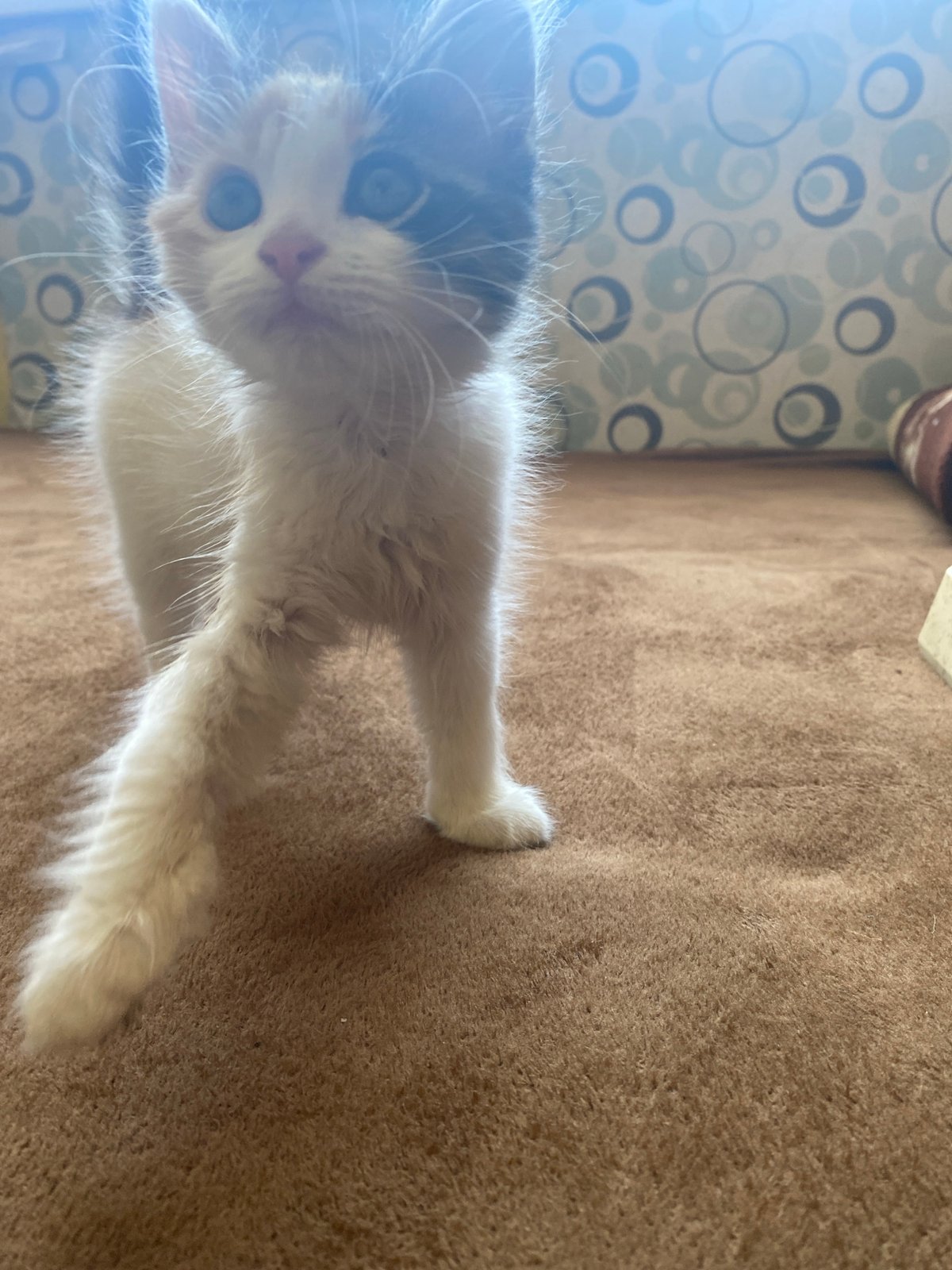 Indoor scenes captured: white kitten and tabletop still life