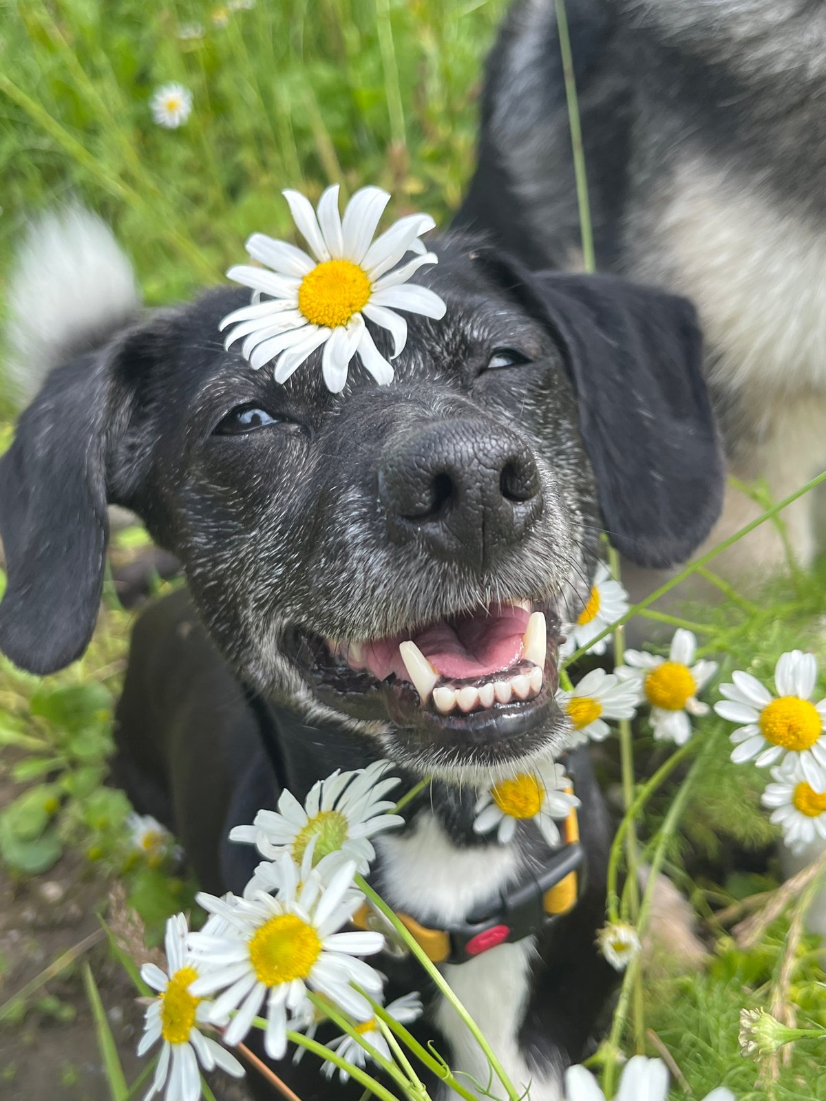 Dogs with daisies on their heads in a Russian field