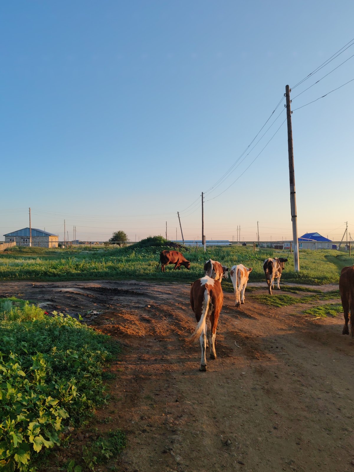 Cattle and countryside at dawn in rural Akzhar, Kazakhstan