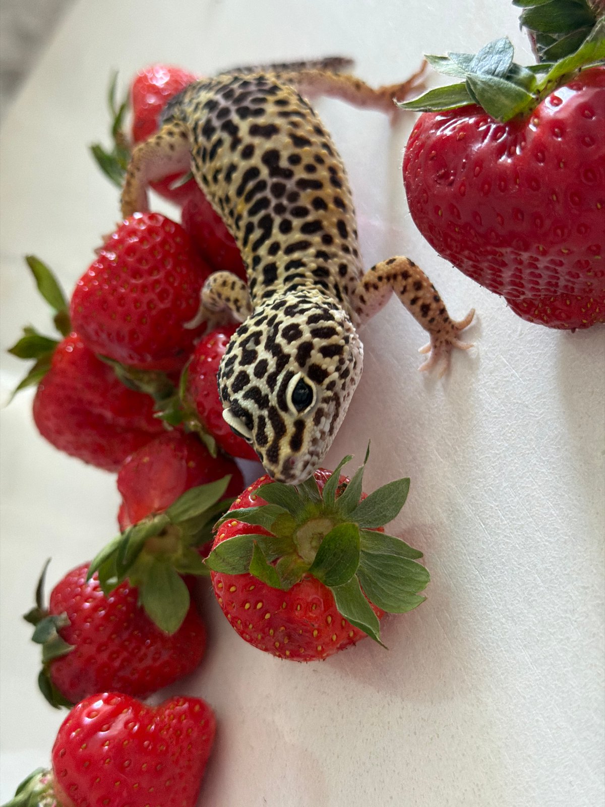 Leopard gecko meets strawberries as children document moment in Russia