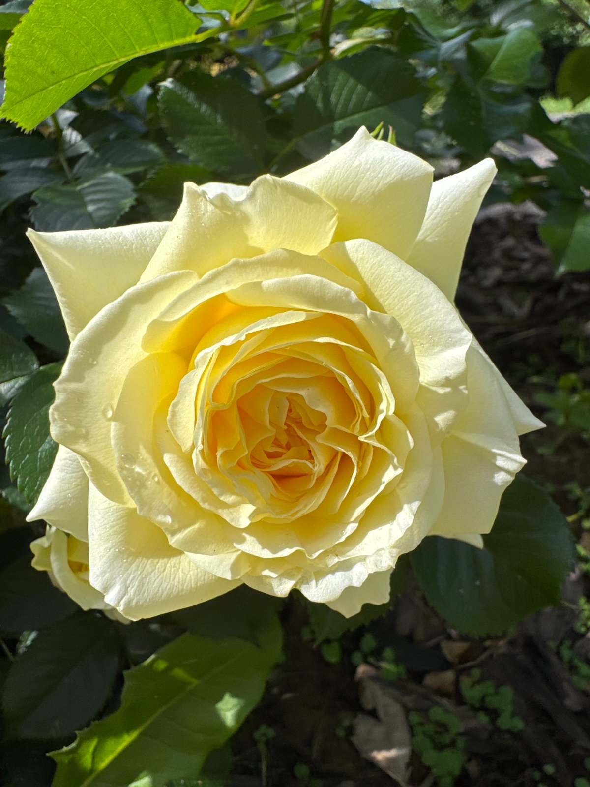 Summer garden morning: roses, cherries, cats, and yard work in Steklyannyi