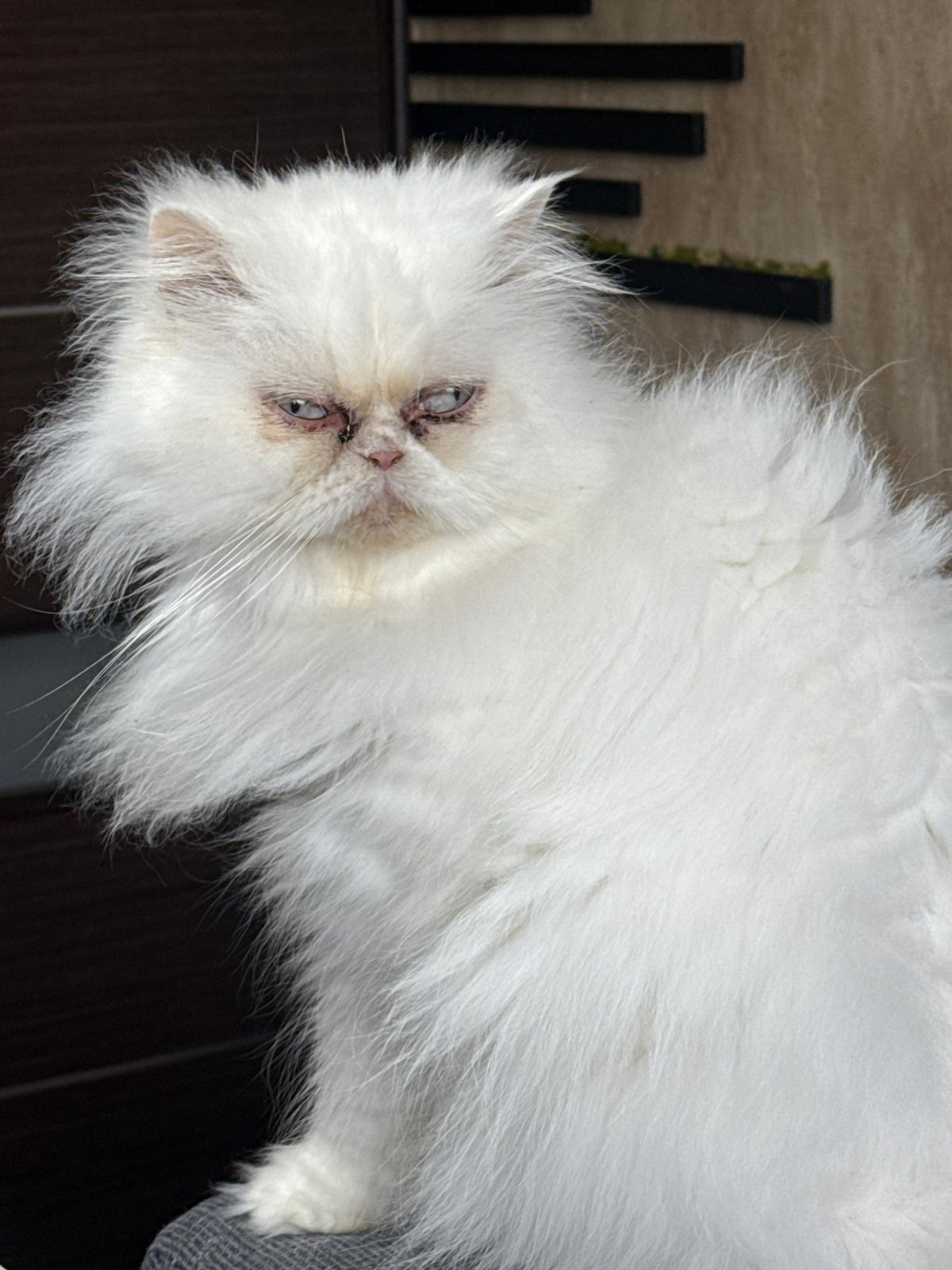 White Persian cat plays with owner on sofa in Burgas