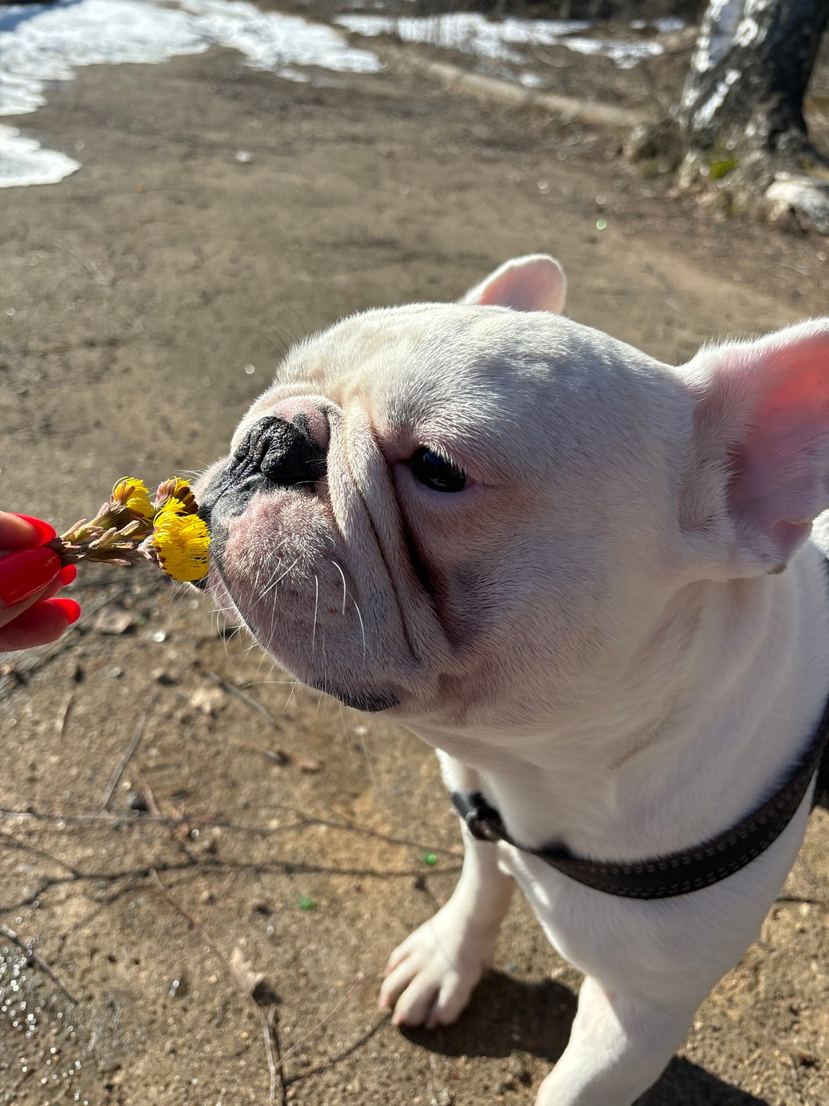 Person shares yellow flowers with French bulldog in Chaikovsky