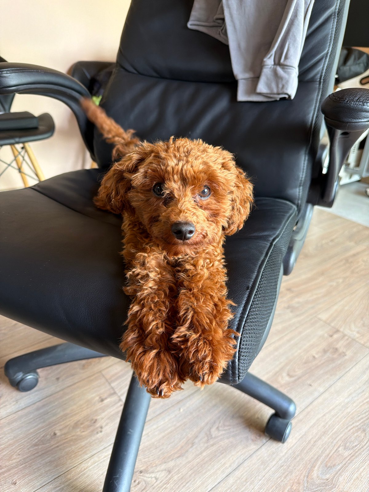 Woman and toy poodle share quiet afternoon moments in Sofia