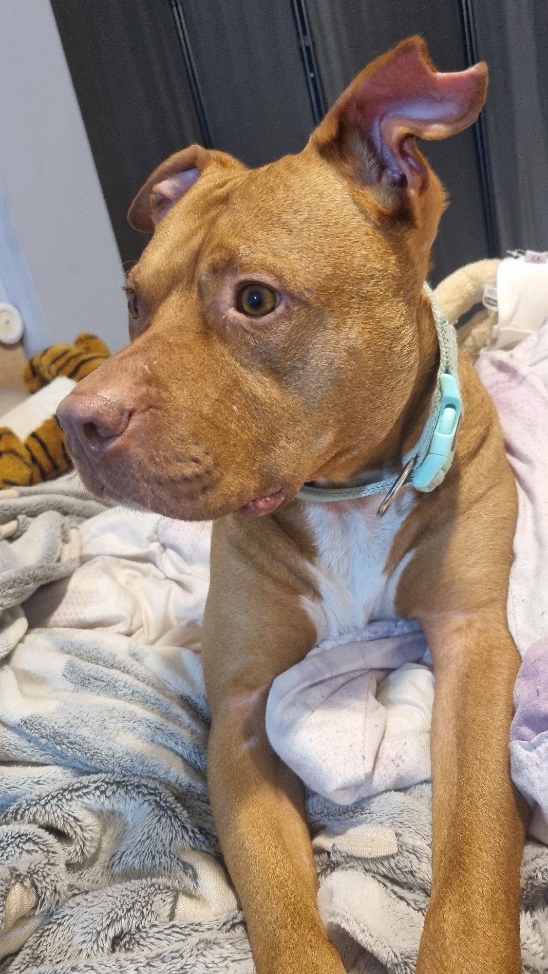 Brown dog with blue collar observed in indoor setting