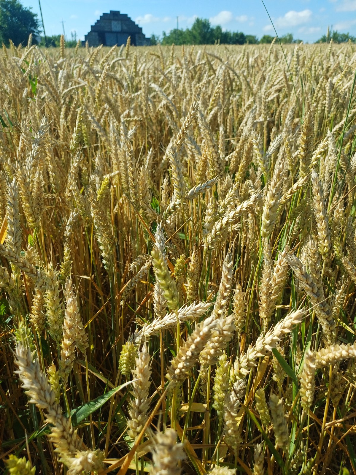 Trypillia countryside in midsummer — wheat, wildflowers, and rolling hills
