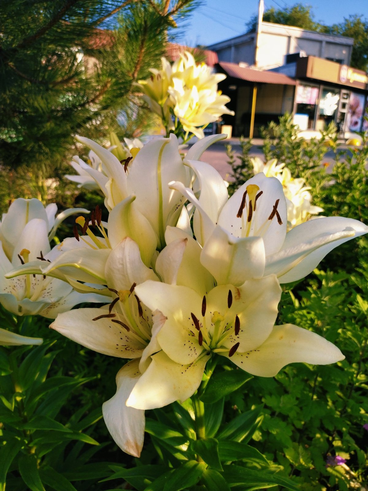Colorful summer flowerbeds in full bloom, Horishni Plavni