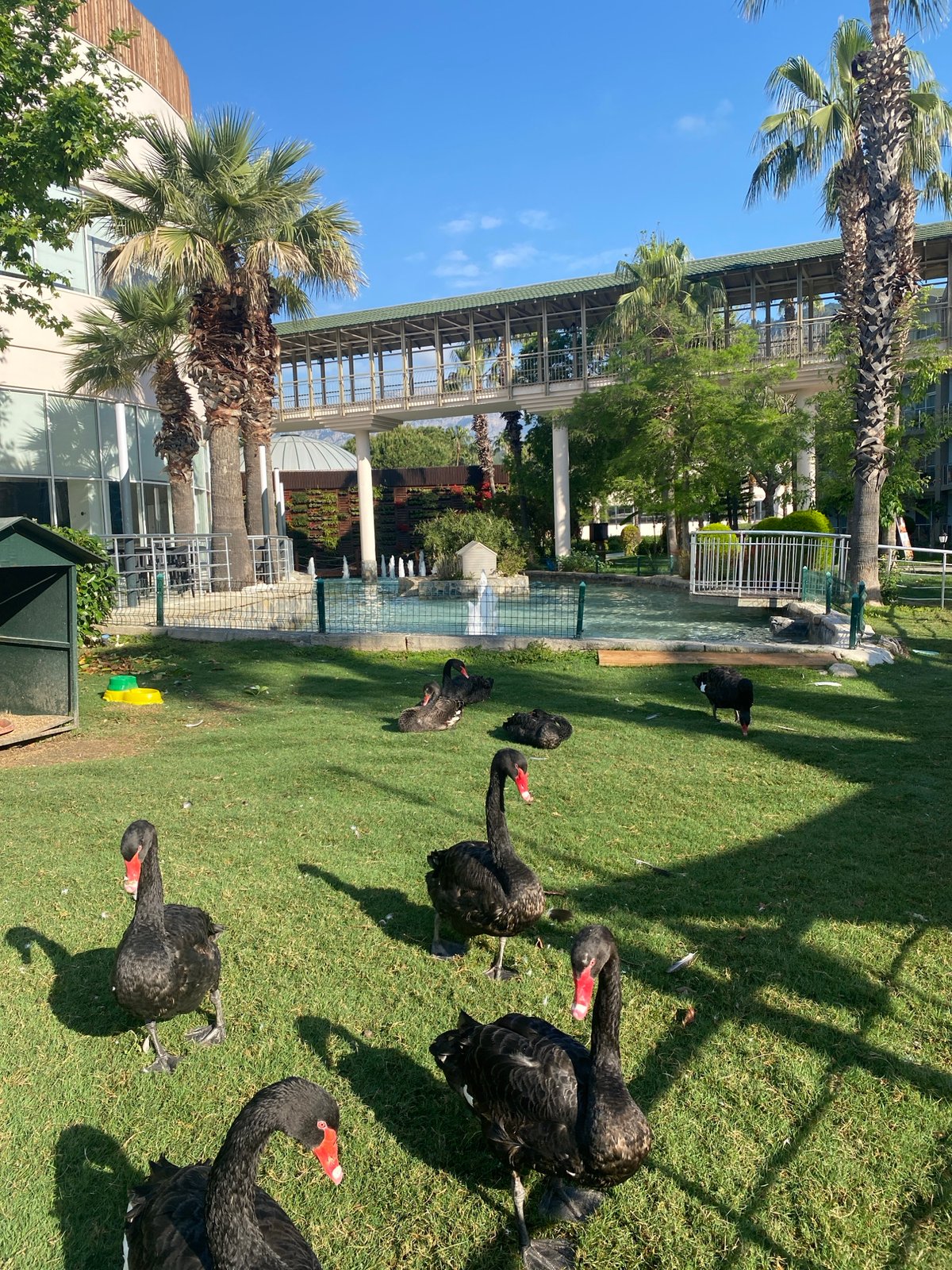 Black swans spotted in Kemer park on sunny morning