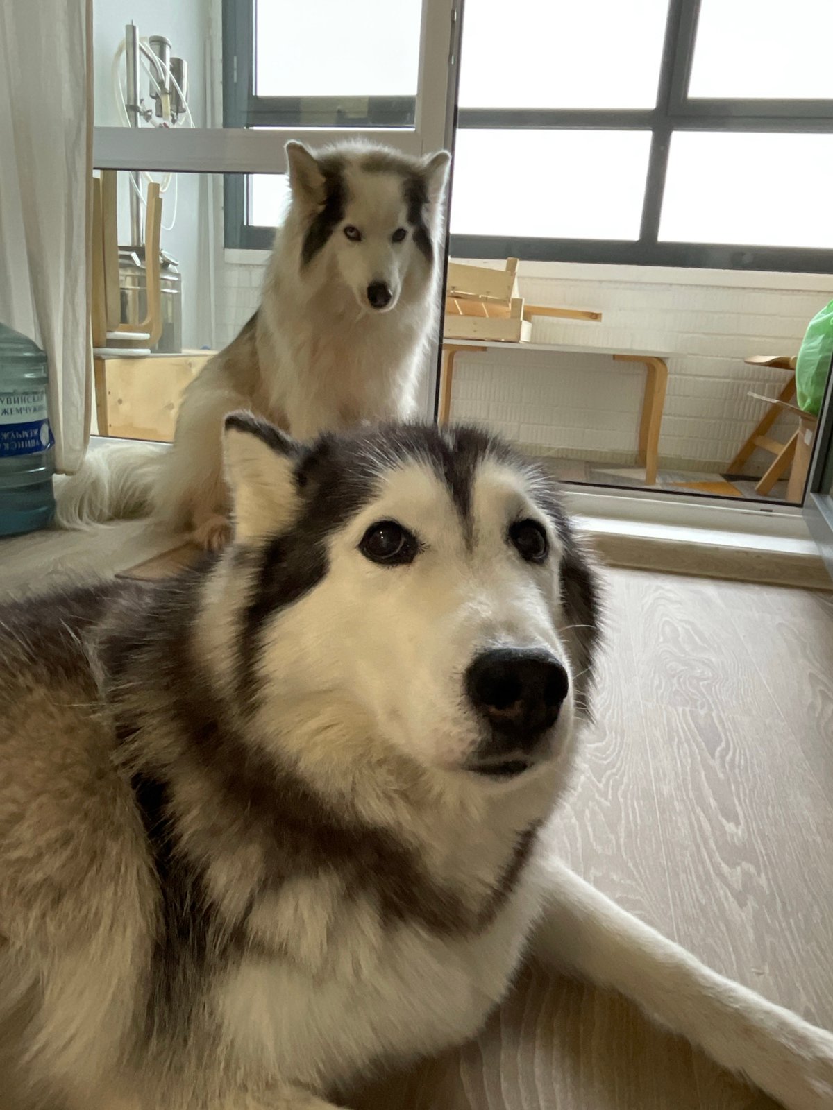 Quiet afternoon with huskies and coffee in Izhevsk home