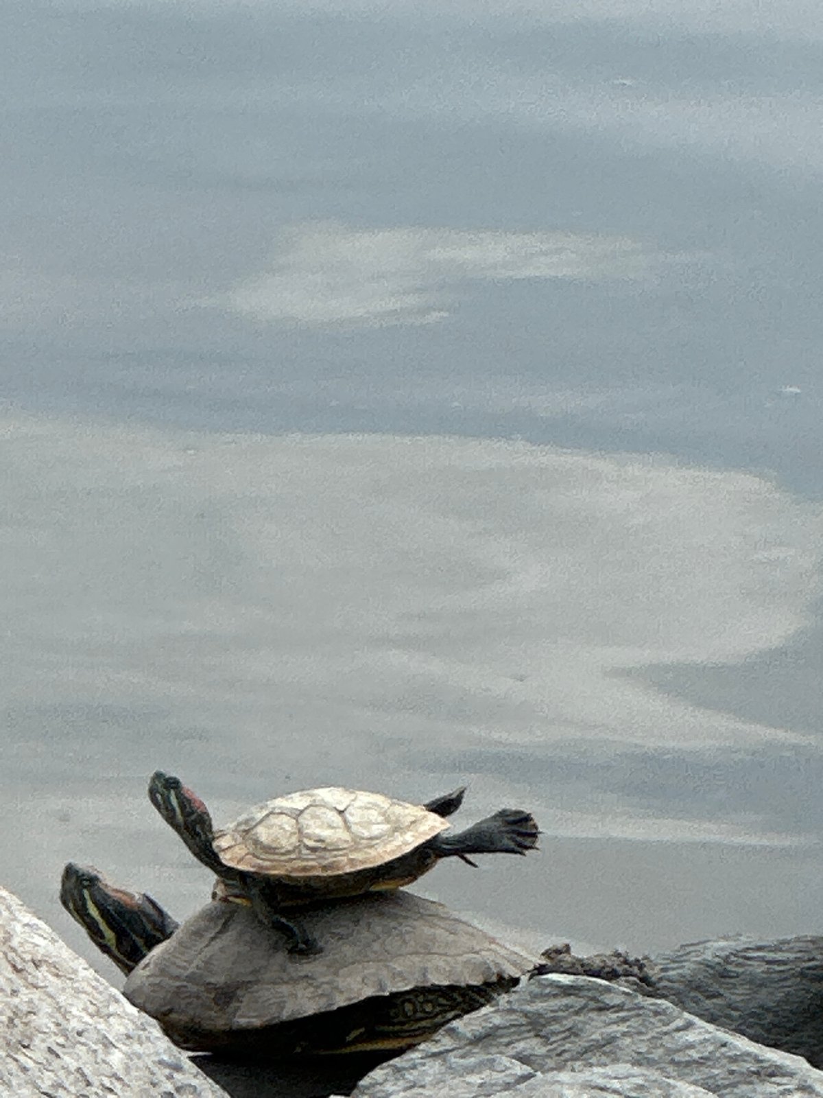 Morning life captured across Krasnodar: wildlife, streets, homes