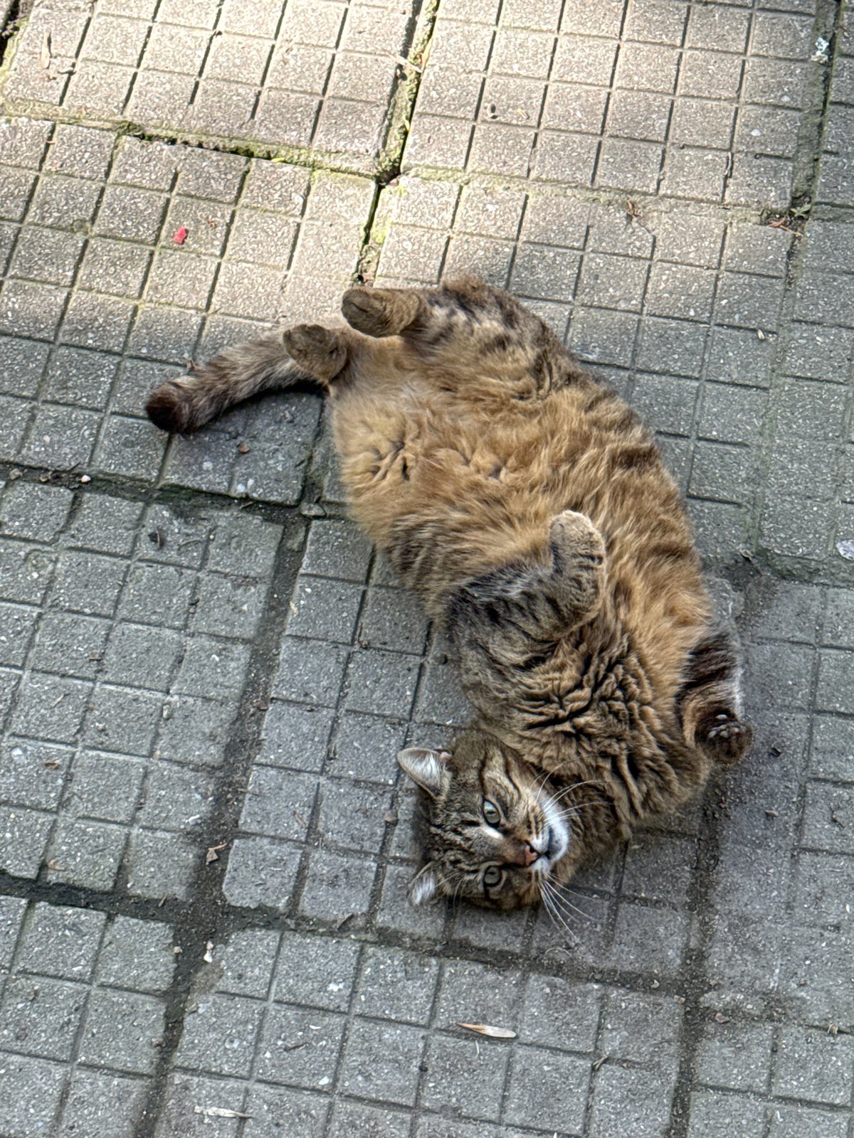 Cats rest on sunny street in Plovdiv, Bulgaria