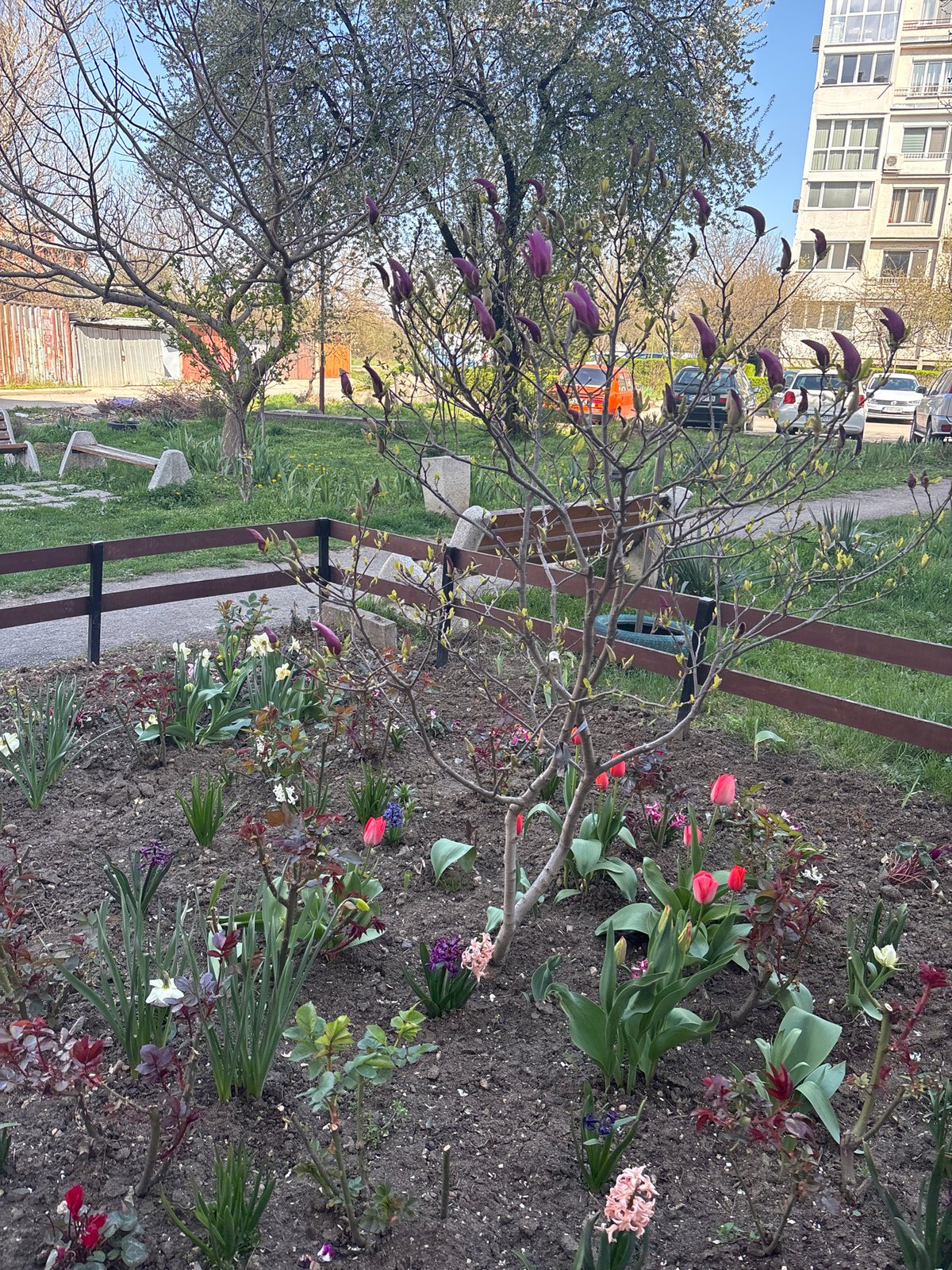 Spring flowers bloom across Sofia as witness documents magnolia trees