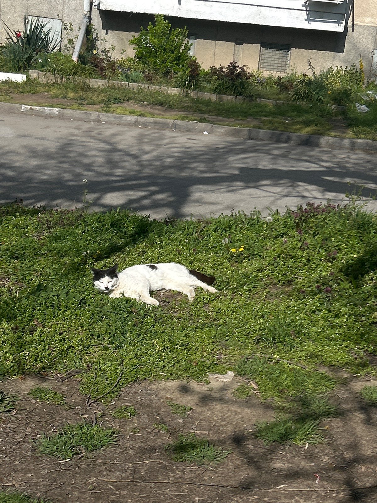 Cat rests in grassy patch on Plovdiv street