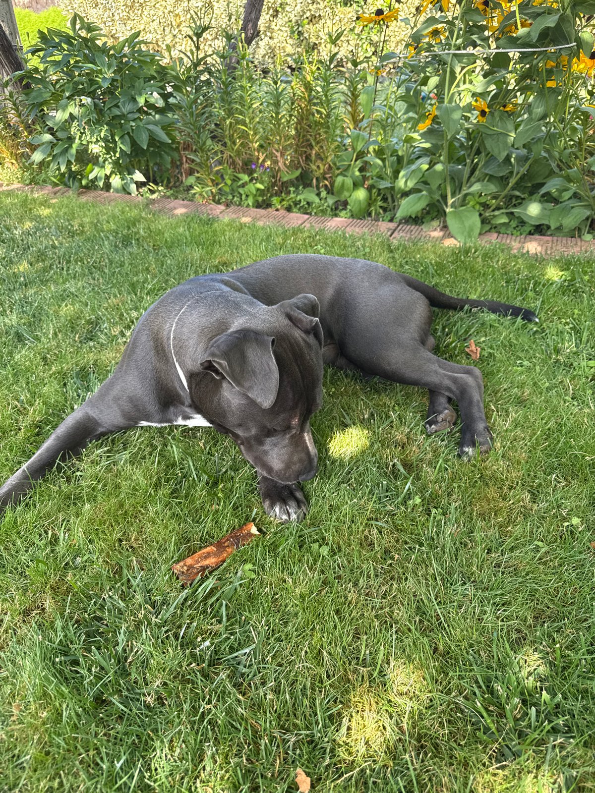 Gray pit bull's lazy summer morning in a Tvarditsa garden