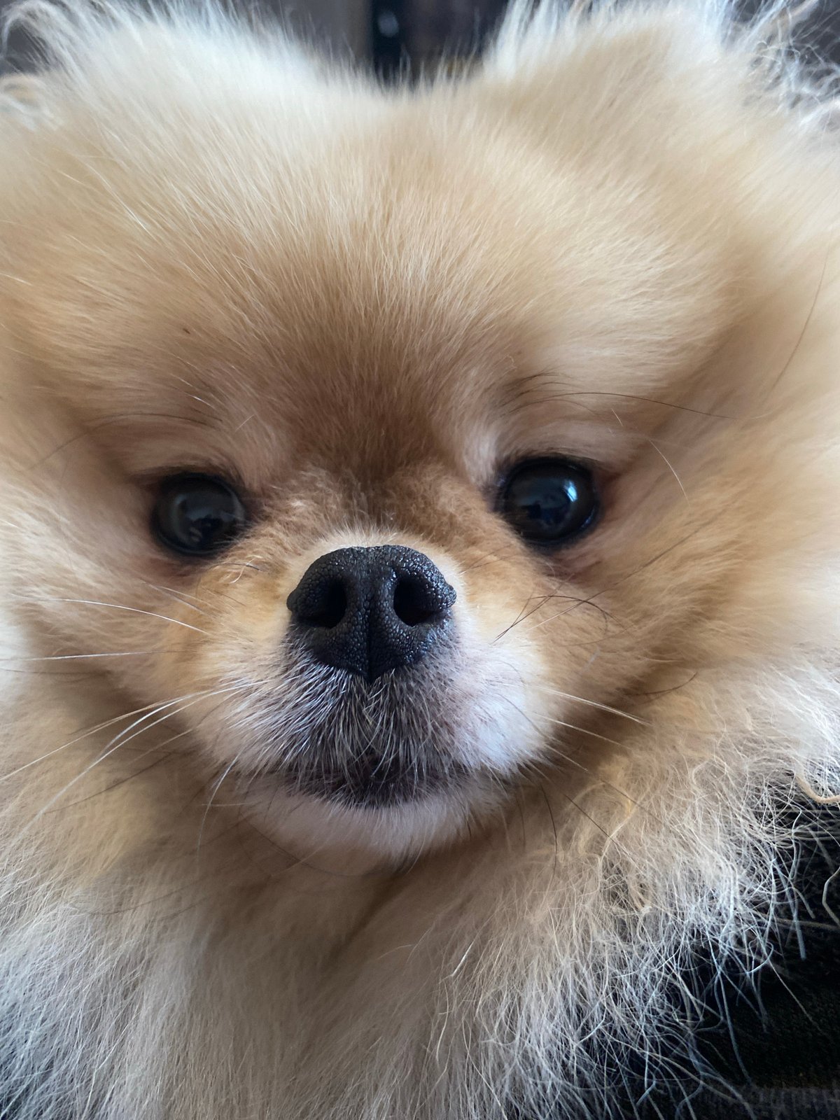 Close-up portraits of a Pomeranian and budgerigar at home