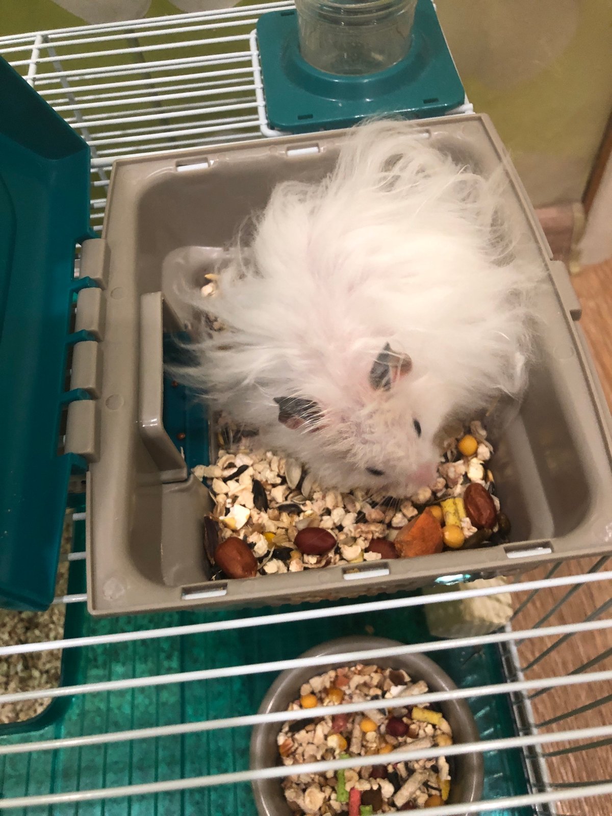 White hamster eating and exploring its cage in Solikamsk